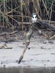 Pied Kingfisher