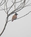 Common Bulbul