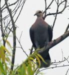 Red-eyed Dove